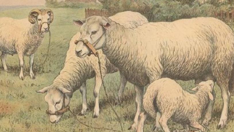 Illustration af får 