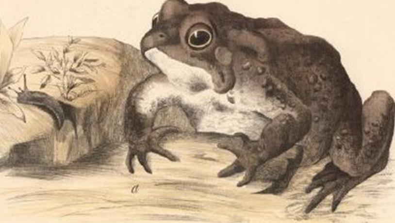 Illustration af tudse lavet af Franz Erlender i 1860.