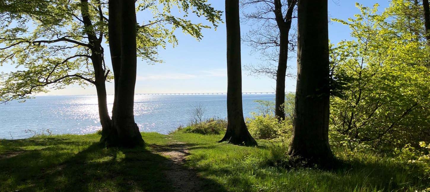 Langs Teglværksskoven ligger også stranden med en smuk udsigt til Storebælt.