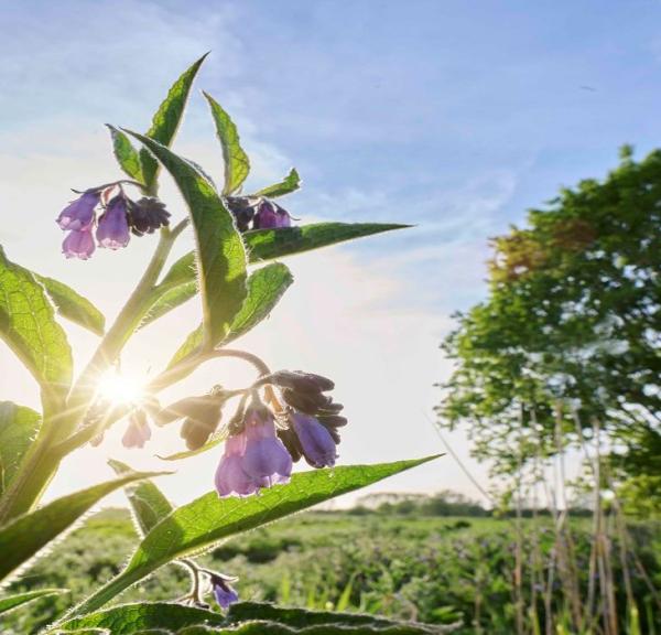 Smuk blomst på en mark i Hjulby på Østfyn