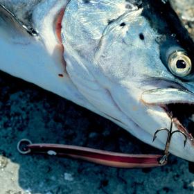 Nyborg Fyn Danmark Havørred Frisk fisk