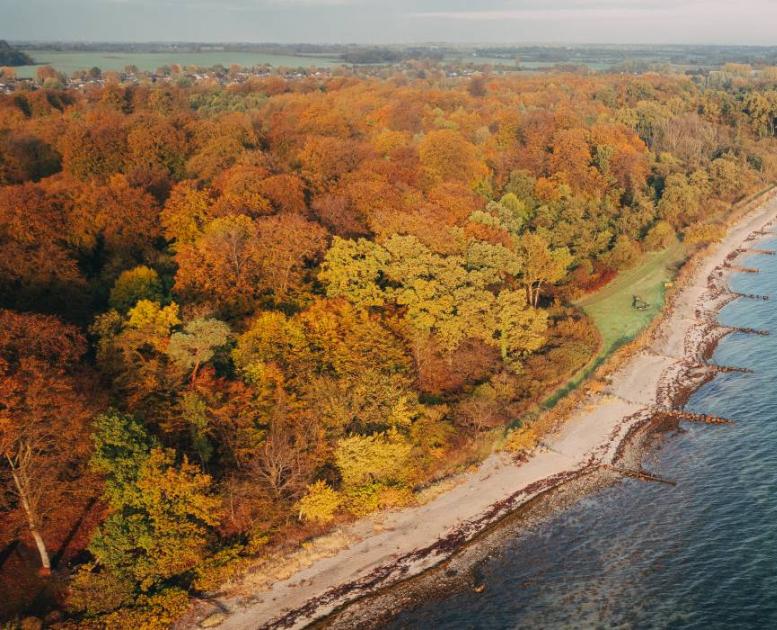 Teglværksskoven i Nyborg i røde og orange efterårsfarver