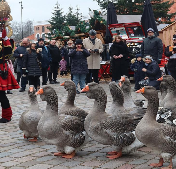 Gåseparade til Jul i den gamle Kongeby