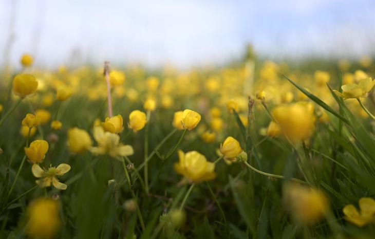En gul mark af erantis i Hjulby tæt på Nyborg